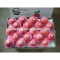 Yantai Fresh Sugar Apple en venta en es.dhgate.com